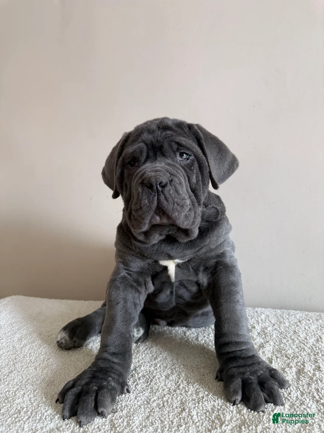 Cane Corso dogs for sale: Thor - Ad 13