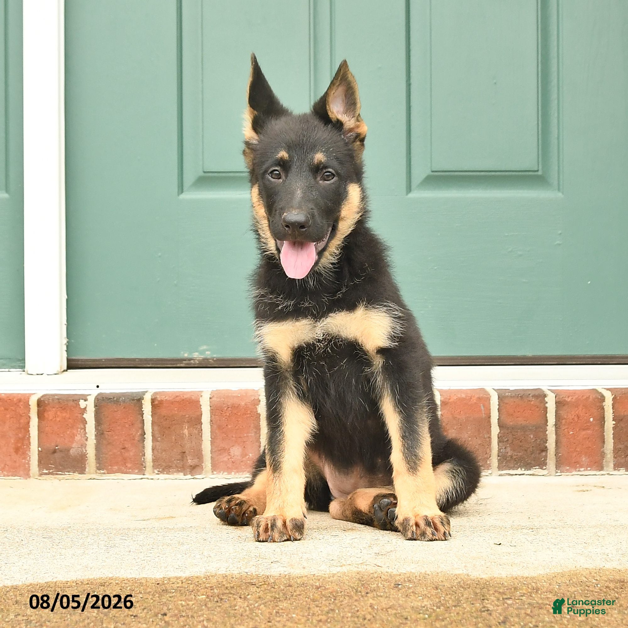 German Shepherd dogs Freya - Ad 1