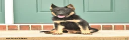 German Shepherd dogs for sale: Freya - Ad 7