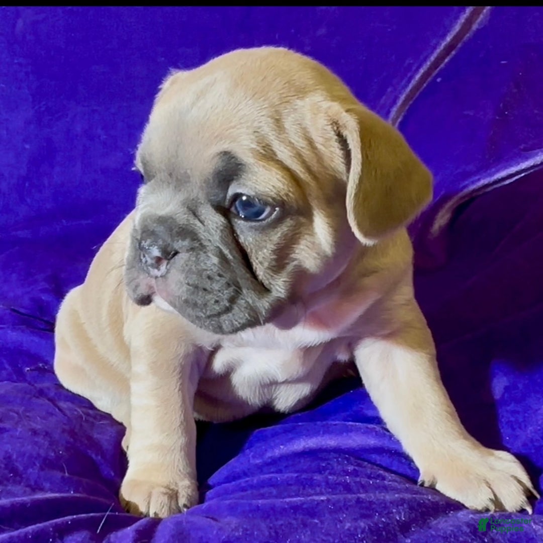 French Bulldog dogs for sale: Sabrina - Ad 3