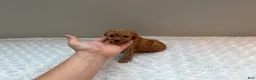 Toy Poodle dogs for sale: Teacup Toy Poodle boy  - Ad 11