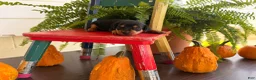 Miniature Pinscher dogs for sale: Martha  - Ad 2