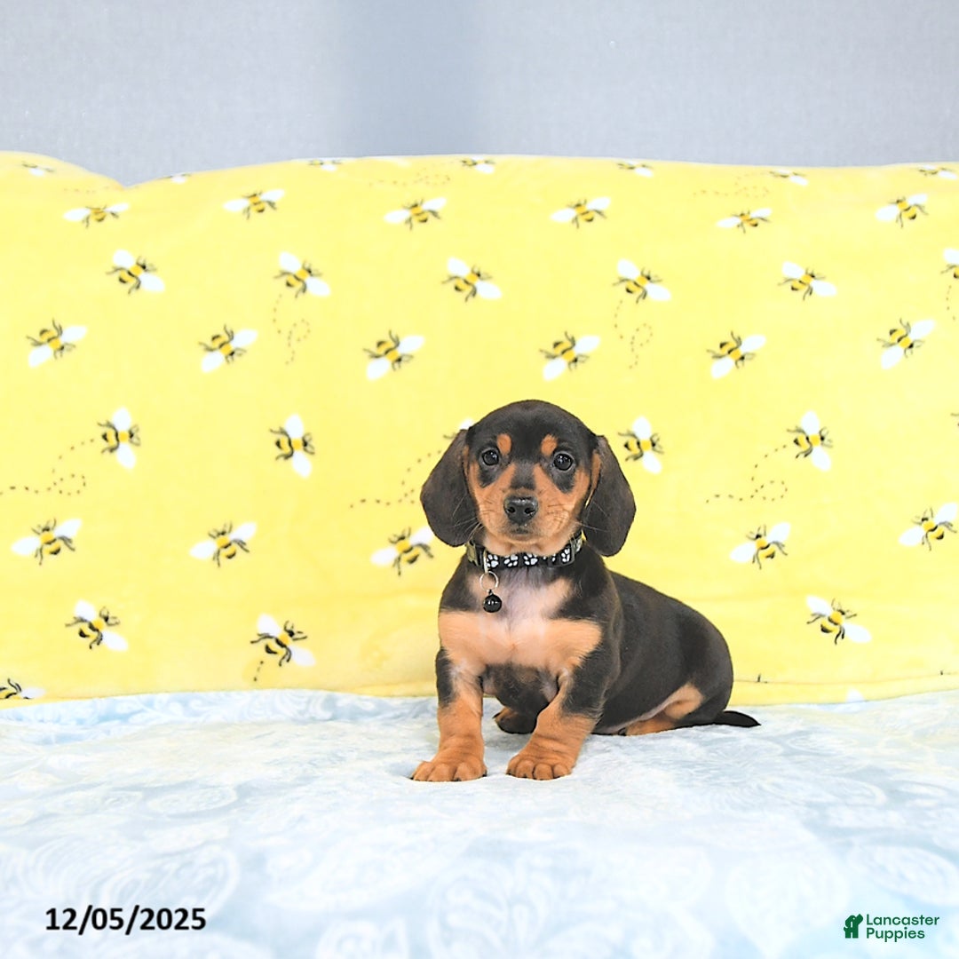 Miniature Dachshund dogs for sale: Paige - Ad 7