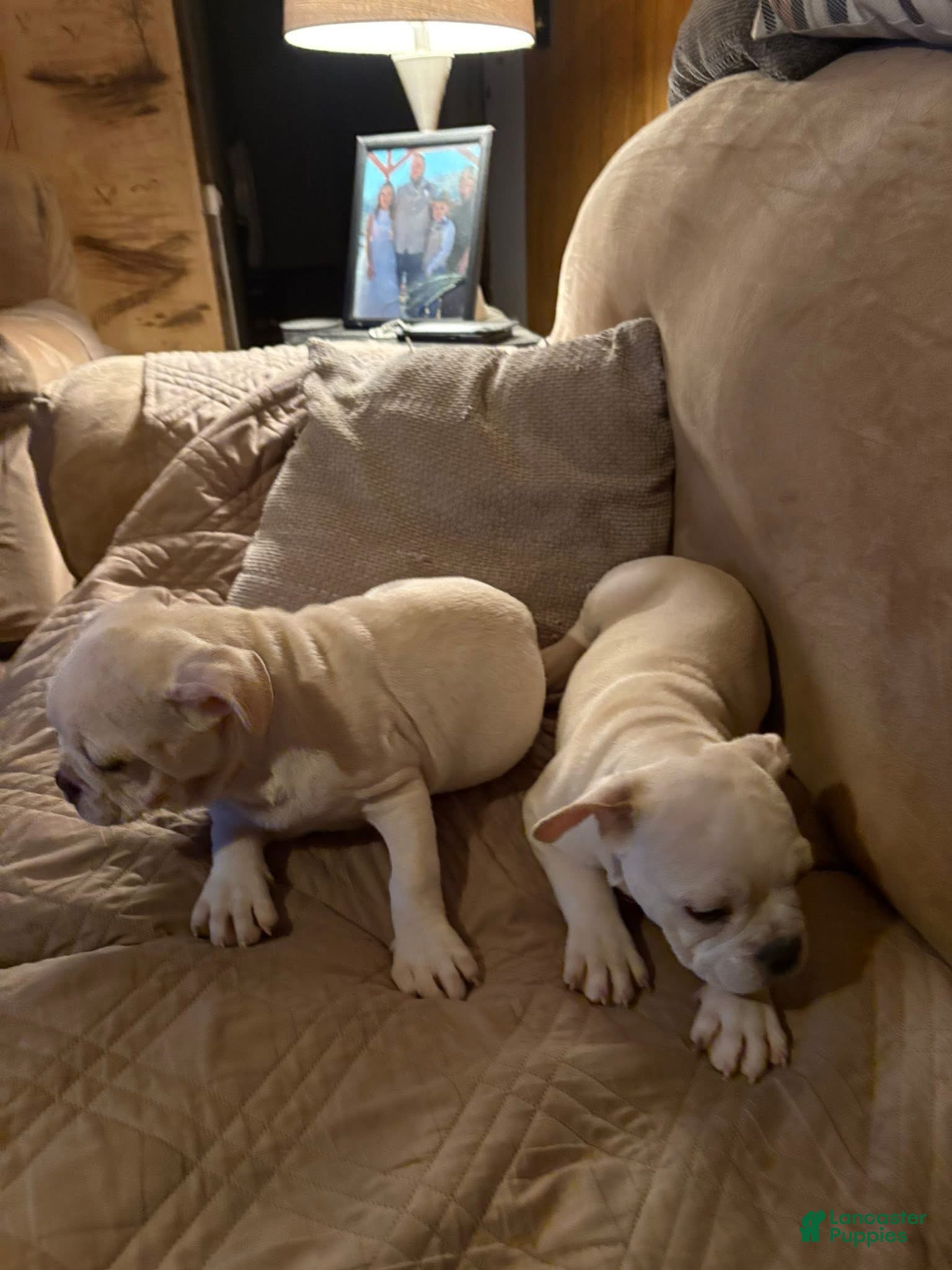 French Bulldog dogs French Bulldog Puppy 1 - Ad 1