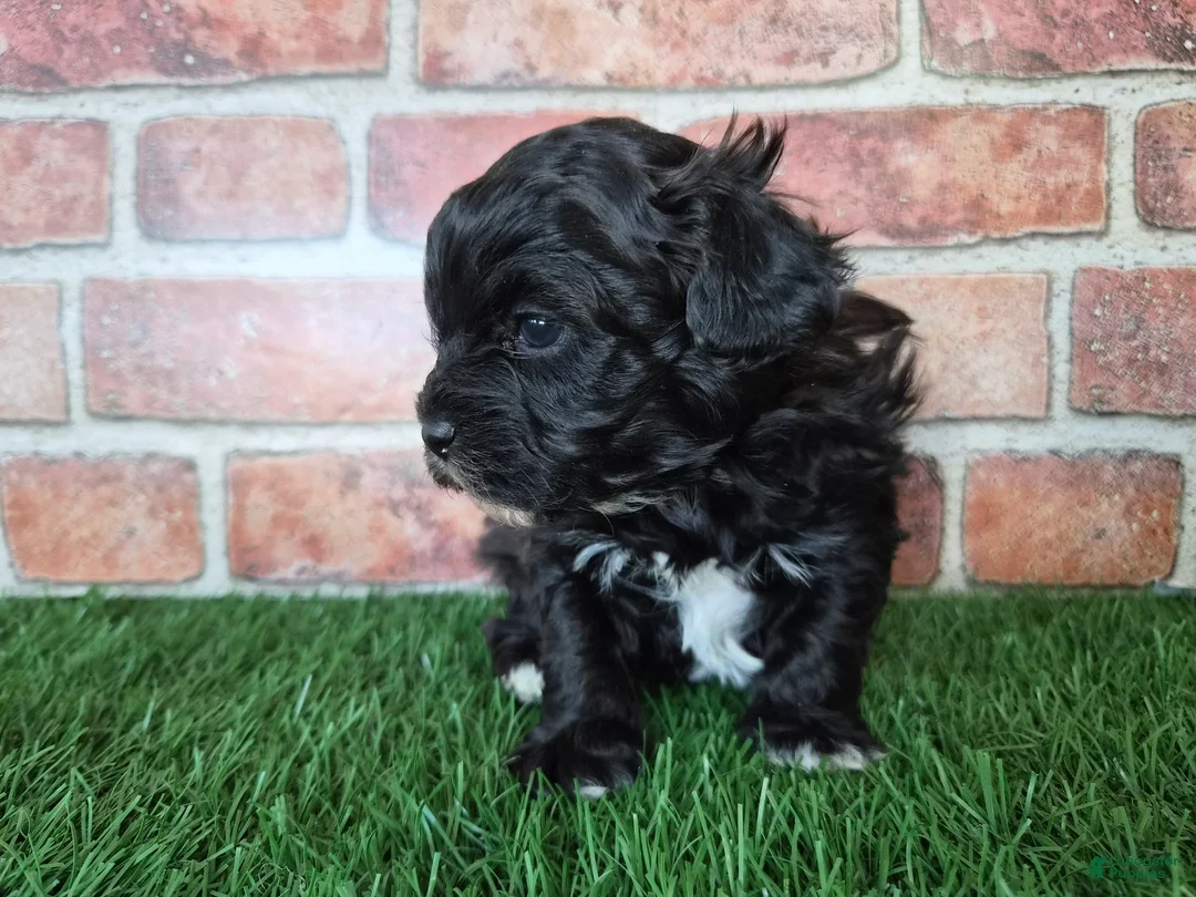 Shihpoo dogs for sale: Oreo - Ad 2