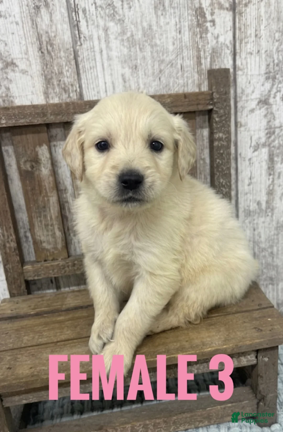 Golden Retriever dogs for sale: Golden Retriever Puppy 4 - Ad 1