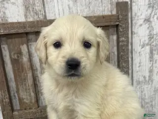 Golden Retriever dogs Golden Retriever Puppy 4 - Ad 22