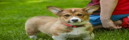 Welsh Corgi Pembroke dogs for sale: Gene - Ad 6