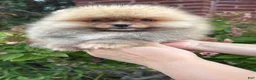 Pomeranian dogs for sale: Luna - Ad 5