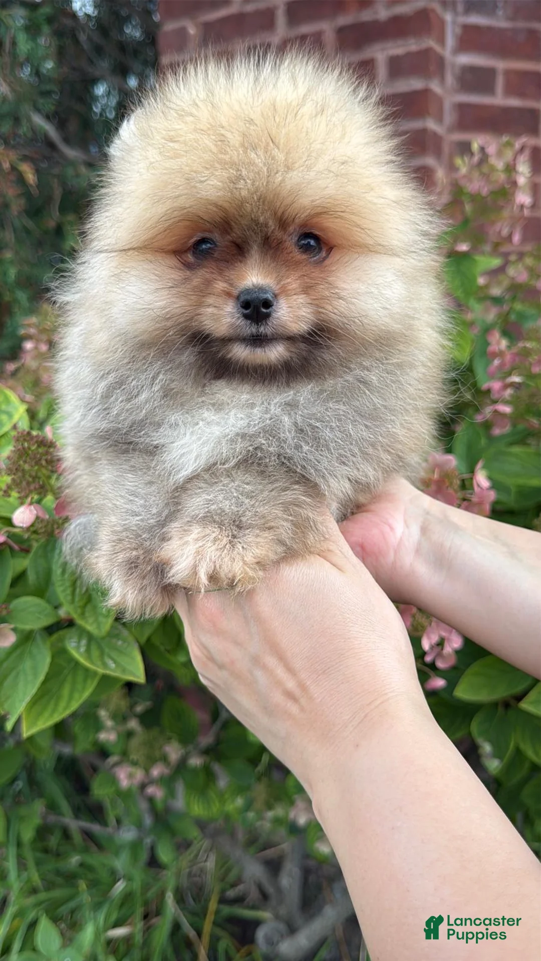 Pomeranian dogs for sale: Luna - Ad 5