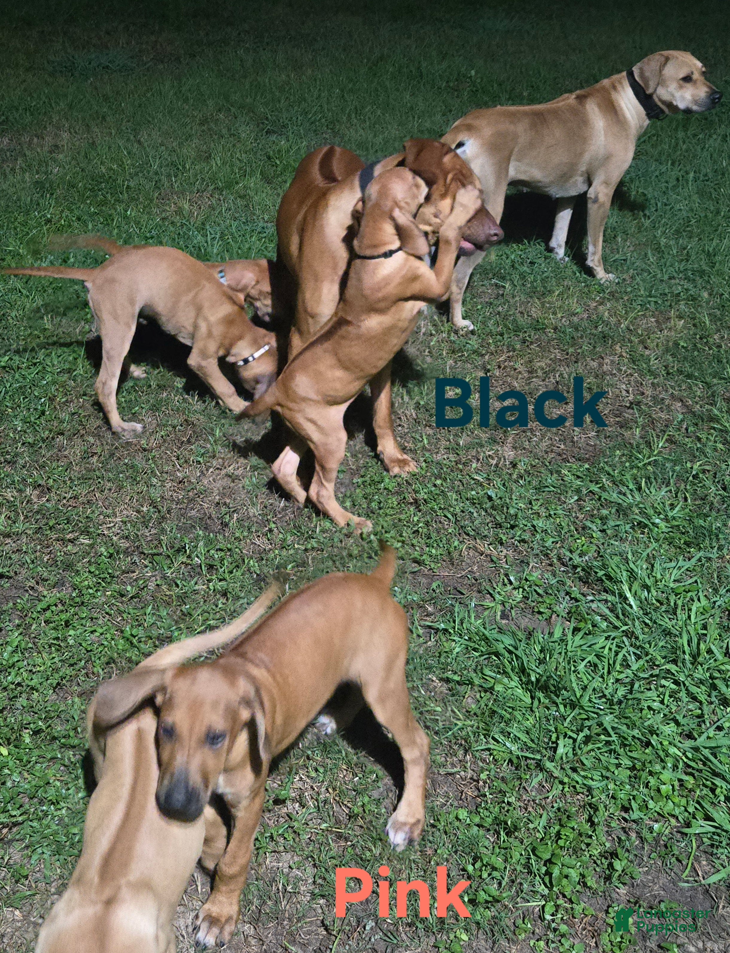 Rhodesian Ridgeback dogs Black Boy - Ad 2