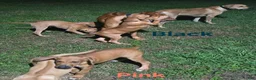 Rhodesian Ridgeback dogs for sale: Black Boy - Ad 2