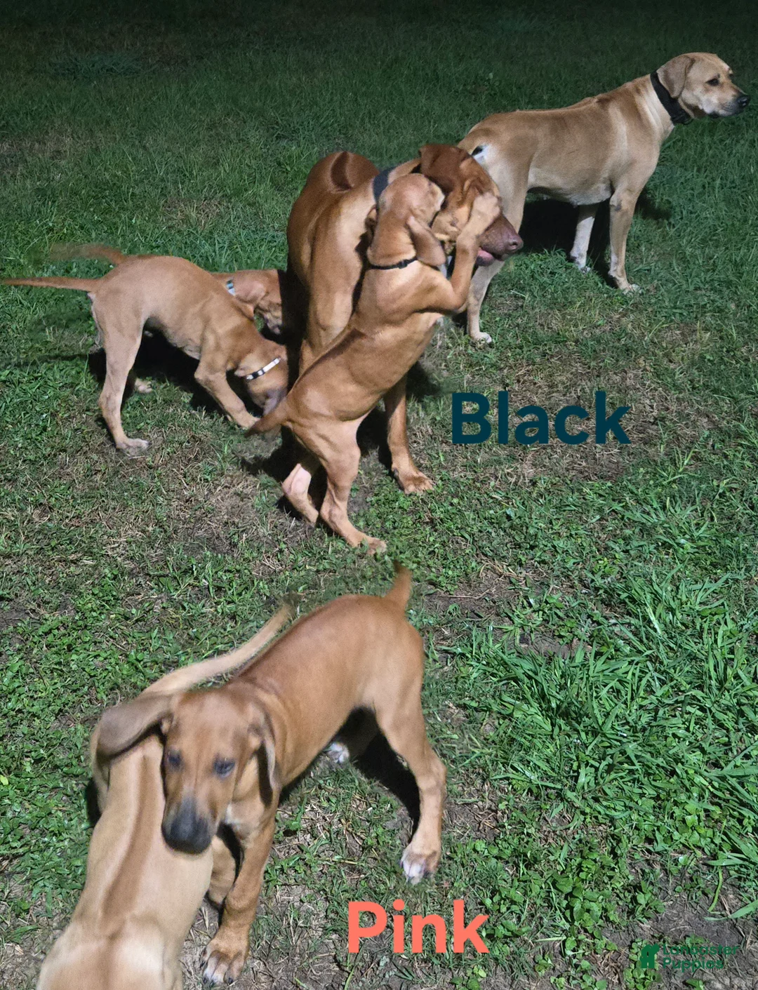 Rhodesian Ridgeback dogs for sale: Black Boy - Ad 2