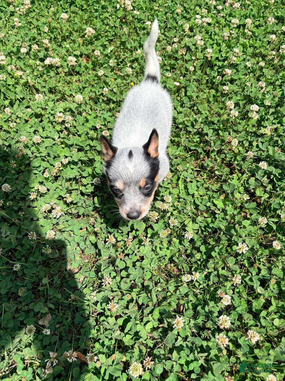 Australian Cattle Dog dogs for sale: Australian Cattle Dog Puppy 1 - Ad 1