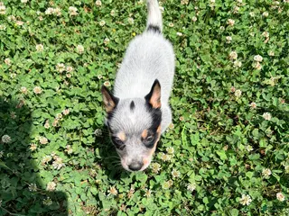 Australian Cattle Dog dogs Australian Cattle Dog Puppy 1 - Ad 20