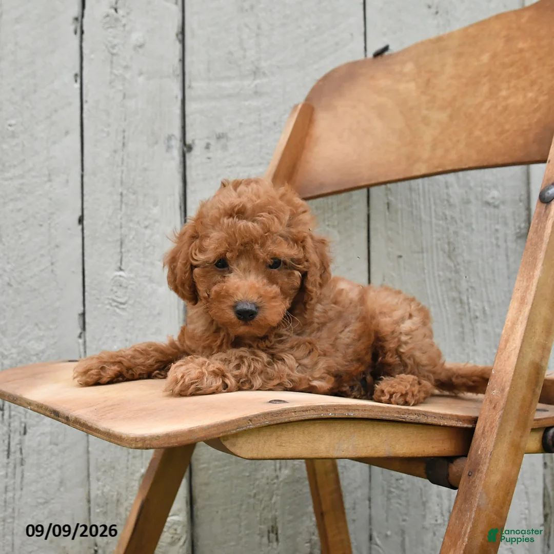 Miniature Poodle dogs for sale: Sawyer - Ad 2