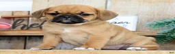 Puggle dogs for sale: Maddie - Ad 3