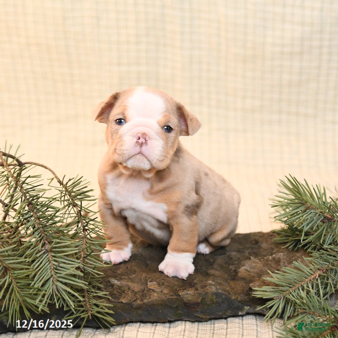 English Bulldog dogs for sale: Cappaccino - Ad 4