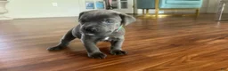 Cane Corso dogs for sale: Cane Corso Puppy 2 - Ad 5