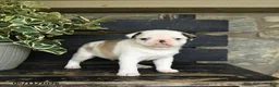 Pug dogs for sale: Fufu - Ad 2