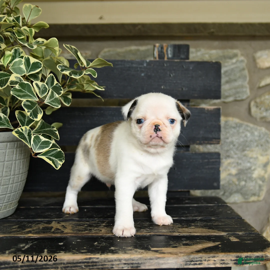 Pug dogs for sale: Fufu - Ad 2