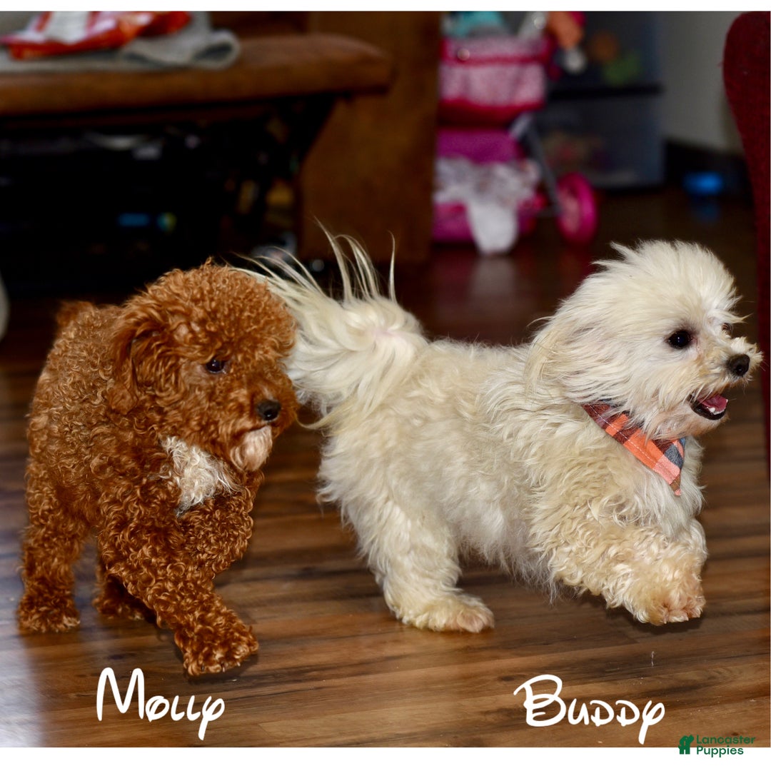 Maltipoo dogs for sale: Honey - Ad 4