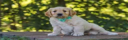 Mixed Breed dogs for sale: Jett - Ad 1