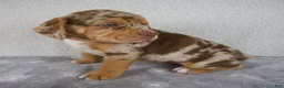 Beabull dogs for sale: Tucker - Ad 5