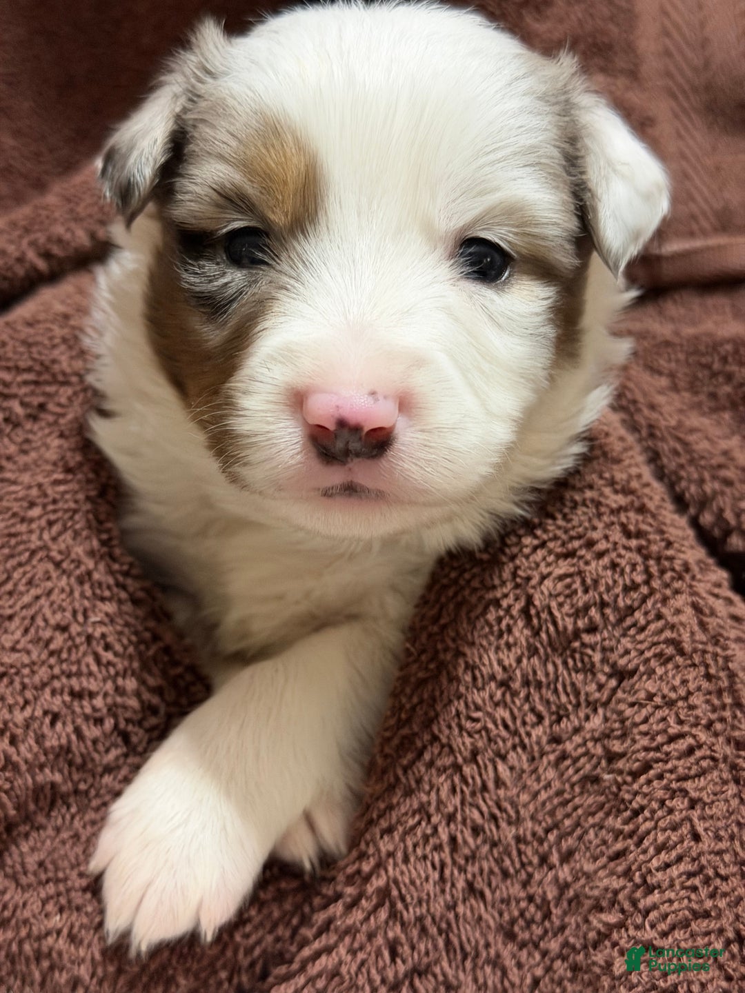 Miniature Australian Shepherd dogs for sale: BLUE - Ad 3