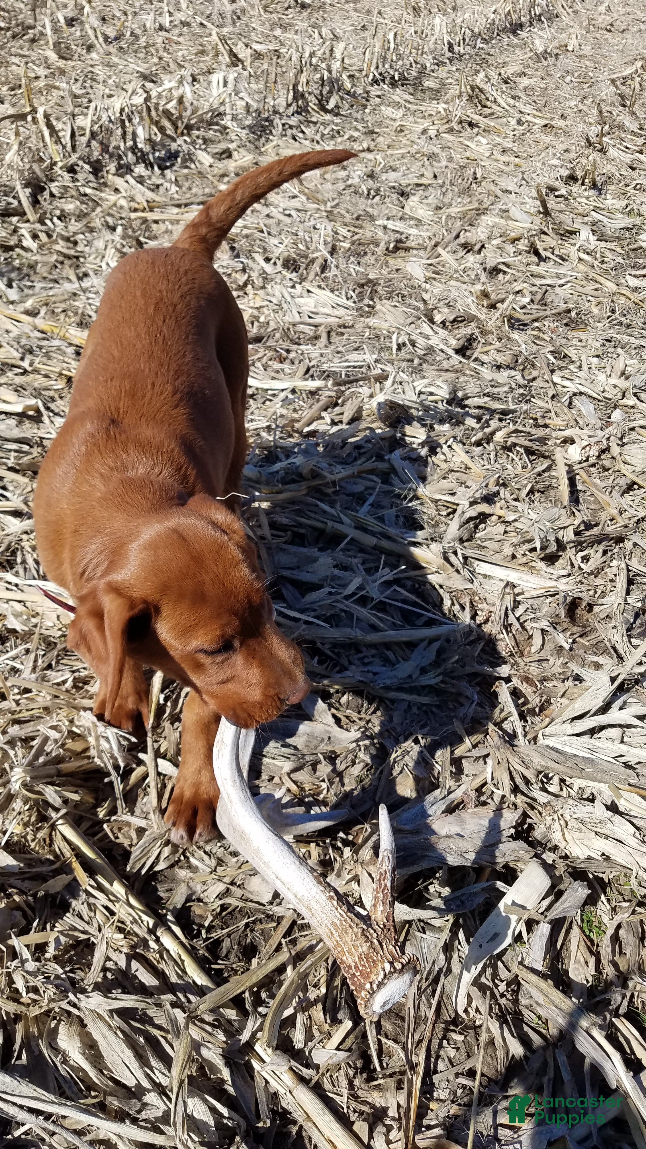 Labrador Retriever dogs Labrador Retriever 2 - Ad 13