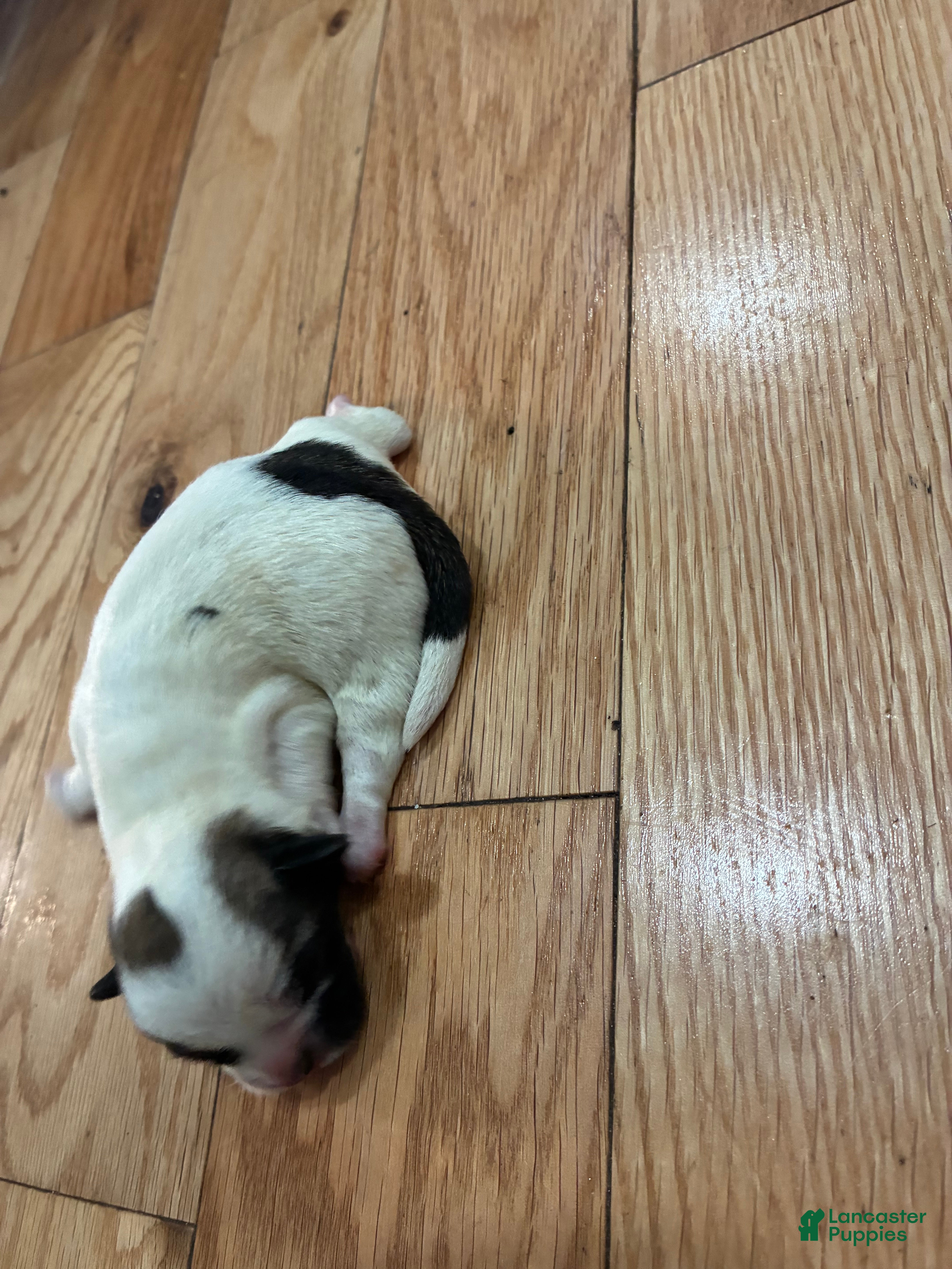 Mixed Breed dogs for sale: Shih Tzu 3 - Ad 14