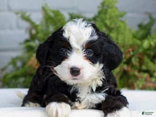 Mini Bernedoodle dogs - Ad 24