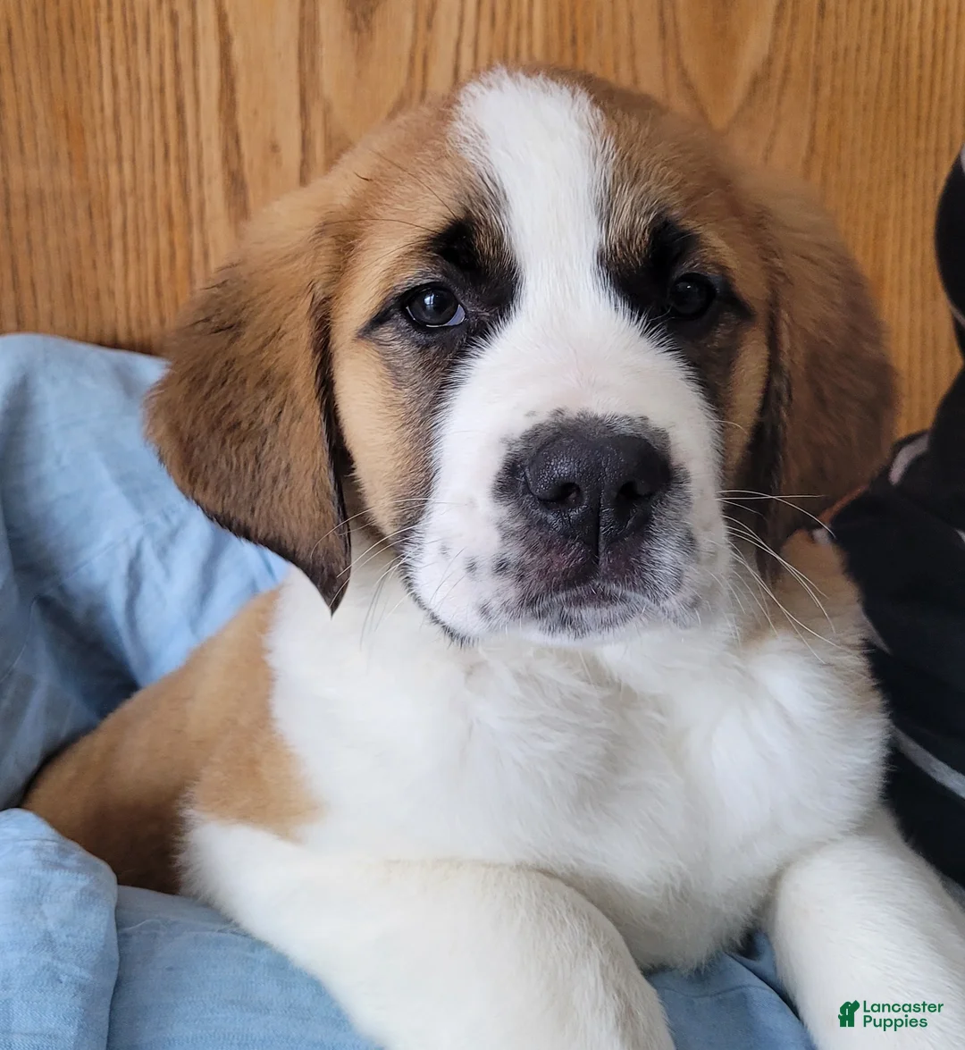 Saint Bernard dogs for sale: Maggie - Ad 2