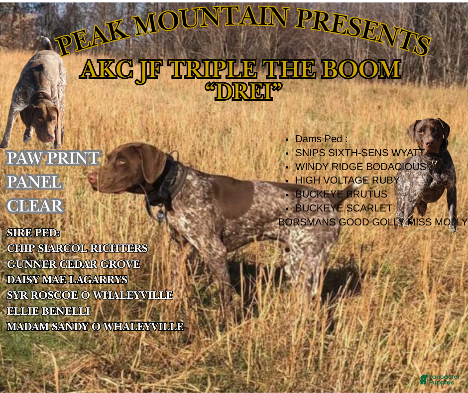 German Shorthaired Pointer dogs JF Triple The Boom  - Ad 1