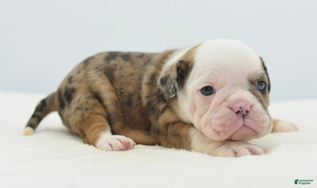 Mixed Breed dogs for sale: Turbo Merle blue eyes - Ad 19