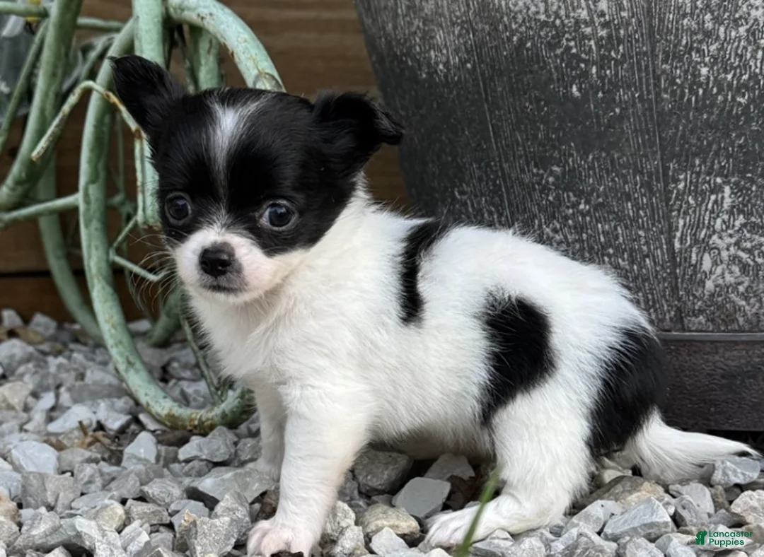 Chihuahua dogs for sale: Chihuahua 1 - Ad 2