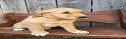 Golden Retriever dogs for sale: Bo  - Ad 6