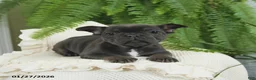 French Bulldog dogs for sale: Texas - Ad 10