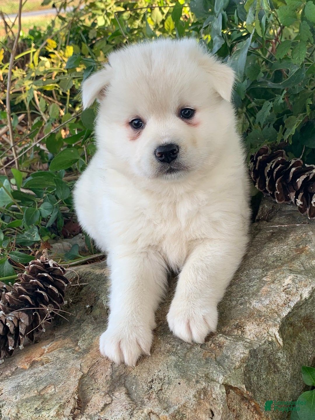 Alaskan Klee Kai dogs for sale: Winter~ Gorgeous Loving Boy~!!! - Ad 3