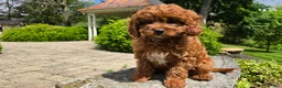 Cavapoo dogs for sale: Hunter - Ad 8