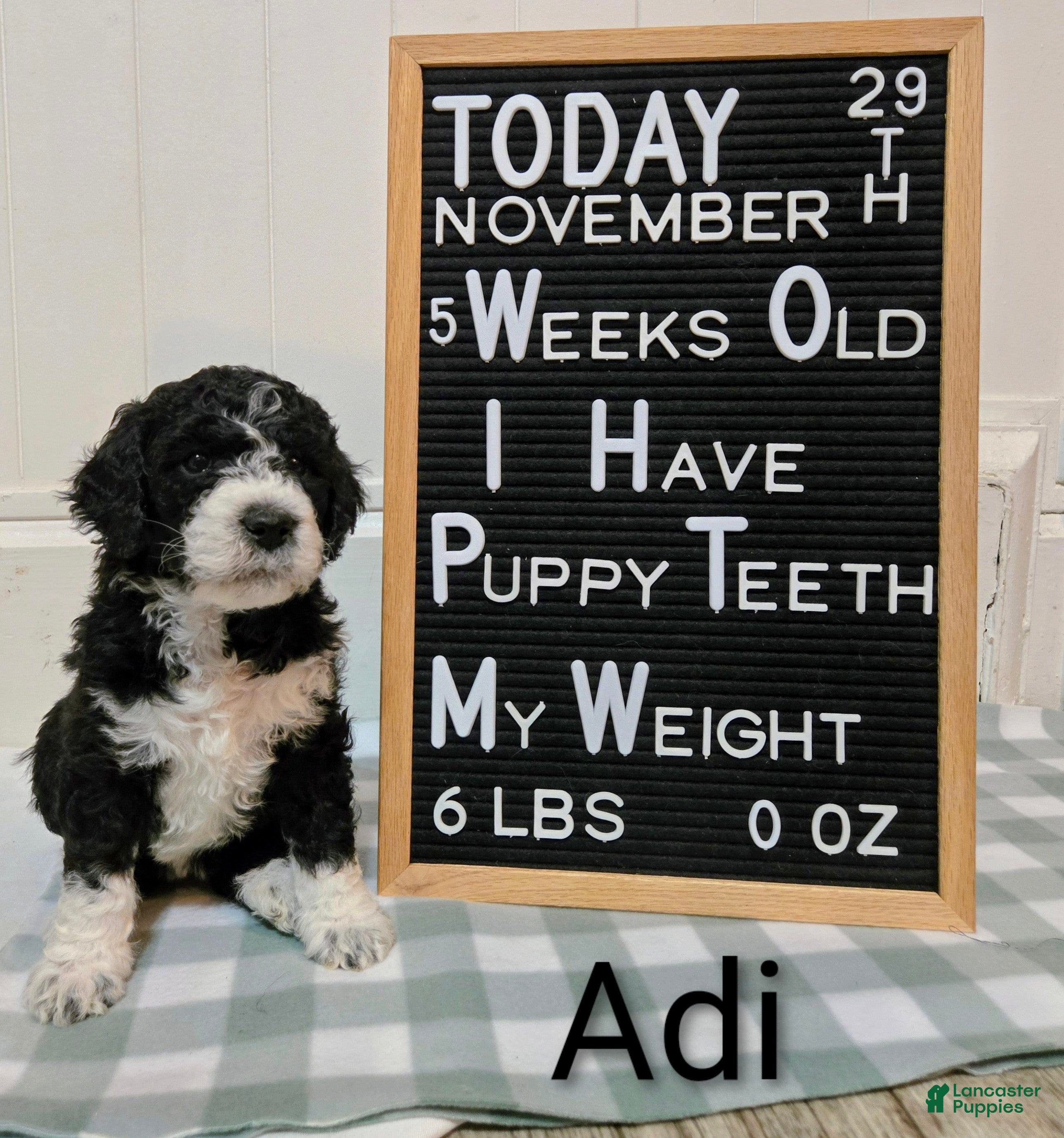 Mixed Breed dogs Adi - Ad 3