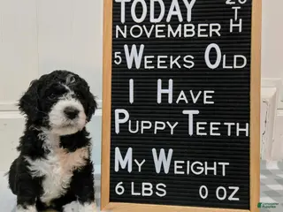 Mixed Breed dogs Adi - Ad 26