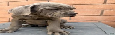 Cane Corso 1