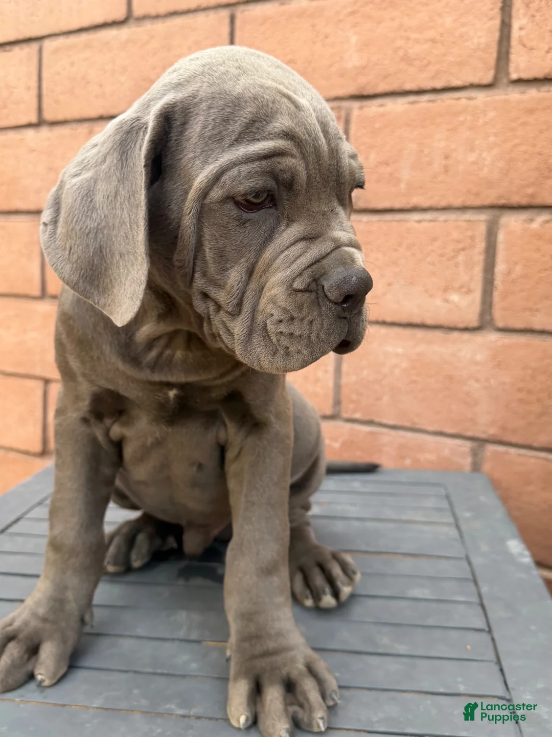 Cane Corso dogs for sale: Cane Corso 1 - Ad 1