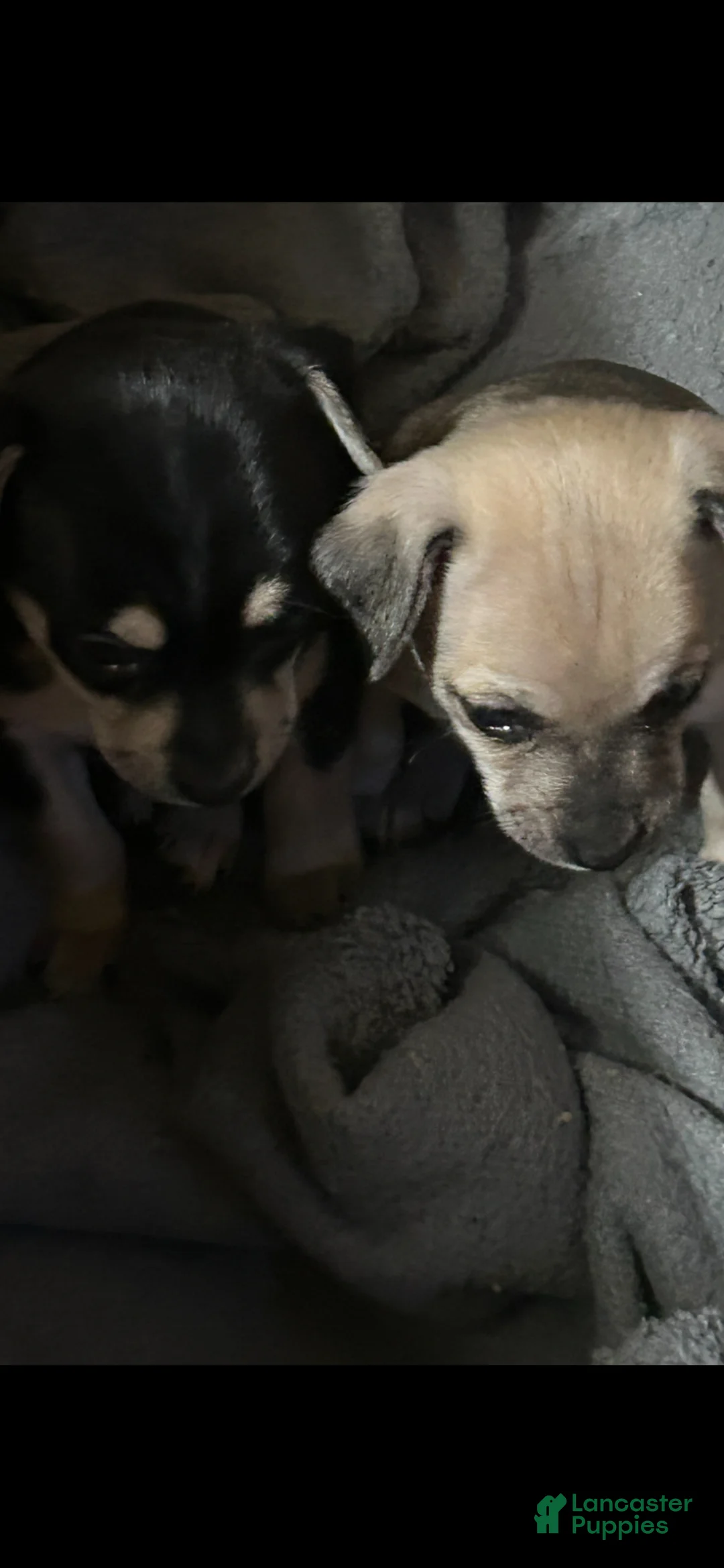 Mixed Breed dogs for sale: Mixed Breed Puppy 2 - Ad 2