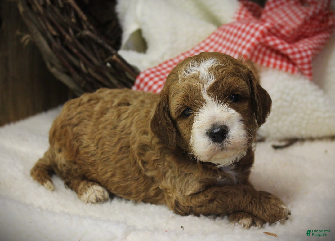 Cavapoo dogs for sale: Tara - Ad 3