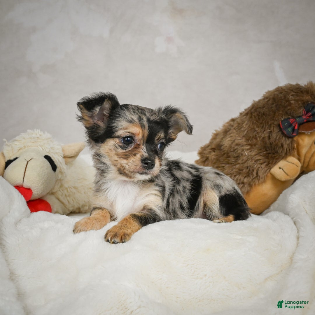 Chihuahua dogs for sale: Cutie - Ad 8