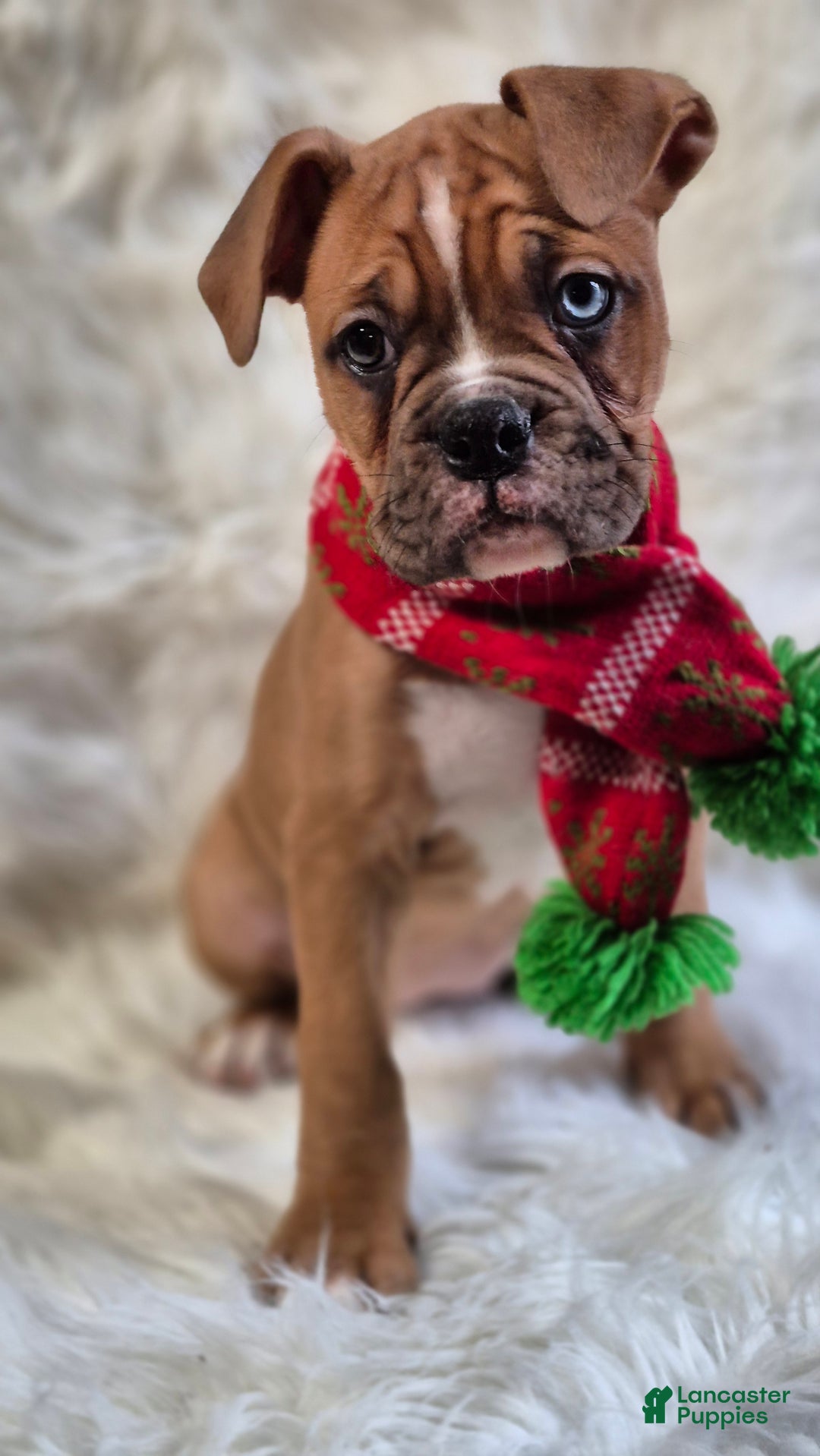 Boxer dogs for sale: Bella  - Ad 1