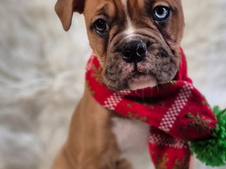 Boxer dogs Bella - Ad 3
