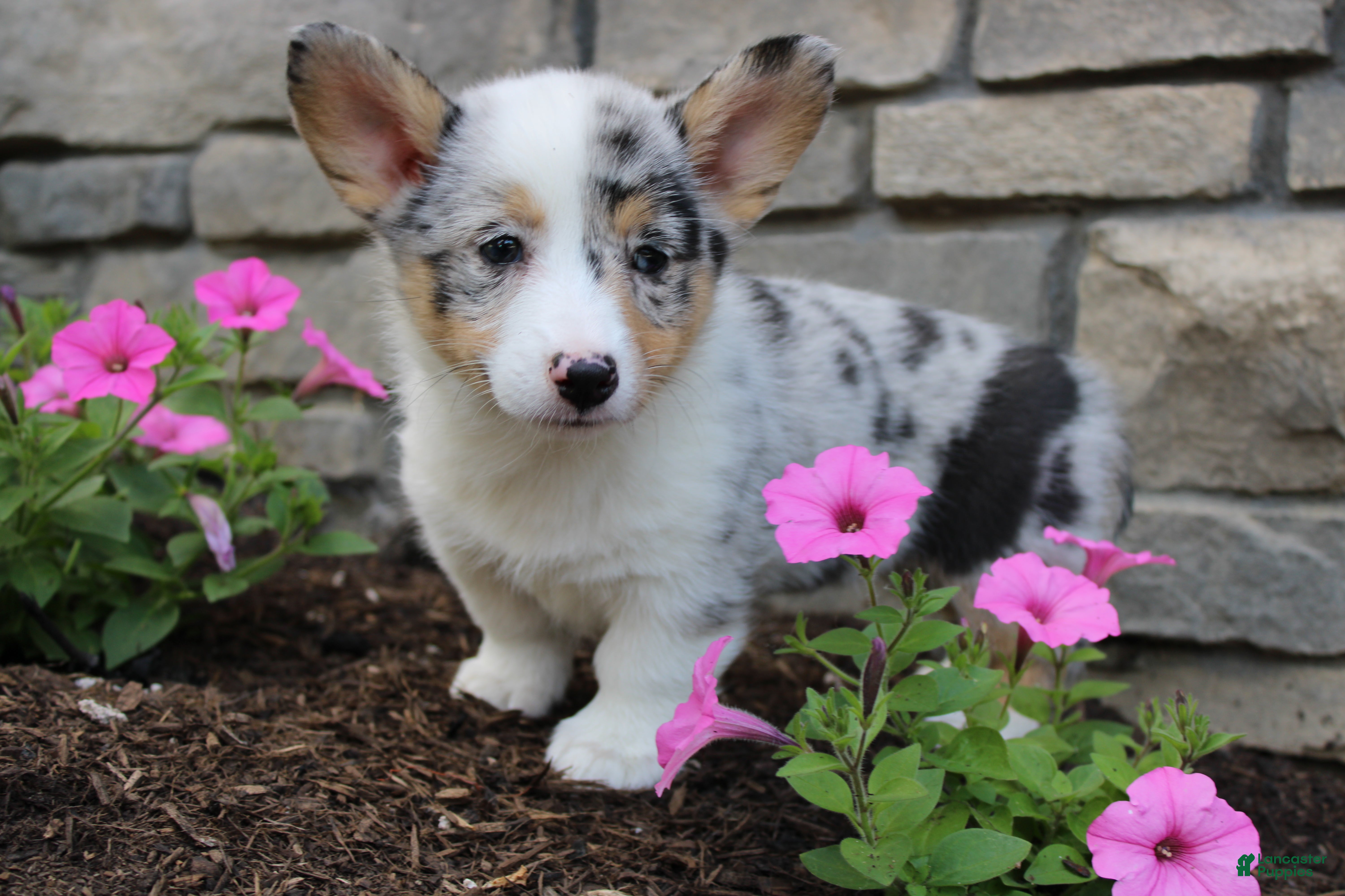 Welsh Corgi Pembroke dogs Daisy - Ad 1